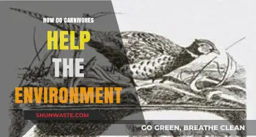 Carnivores' Vital Role: How Predators Sustain Healthy Ecosystems Naturally
