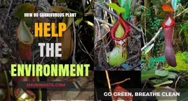Carnivorous Plants: Unsung Heroes in Ecosystem Balance and Biodiversity