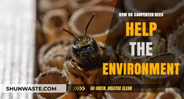 Carpenter Bees: Unsung Pollinators and Their Vital Environmental Role