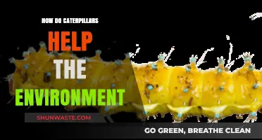Caterpillars' Vital Role: Boosting Ecosystems and Supporting Environmental Health