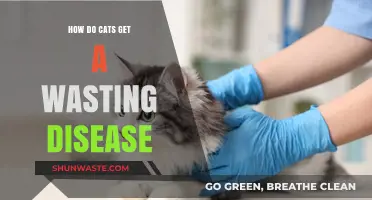 Understanding Feline Wasting Disease: Causes, Symptoms, and Prevention Tips