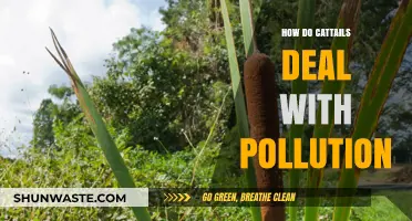 Cattails: Nature's Pollution Solution