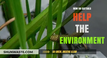 Cattails: Nature's Eco-Heroes in Wetlands and Beyond