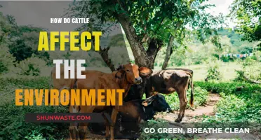 Cattle's Environmental Impact: Grazing, Emissions, and Land Use Explained