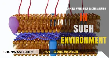 Cell Walls: Bacteria's Survival Armor in Extreme Environments Explained