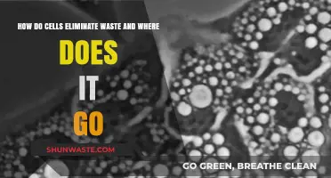 Cellular Waste Disposal: How Cells Eliminate Toxins and Where They Go