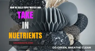 Cellular Waste Removal and Nutrient Uptake: Essential Processes for Survival