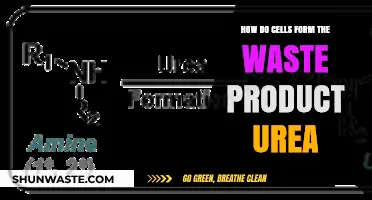 Understanding Urea Formation: How Cells Process and Eliminate Waste