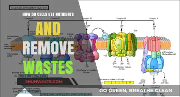 Cellular Nutrition and Waste Management: Unveiling the Intricate Transport Mechanisms