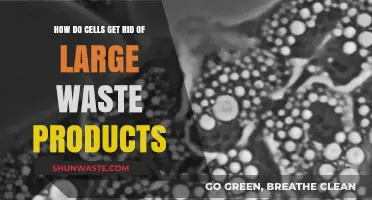 Cellular Waste Disposal: How Cells Eliminate Large Unwanted Materials