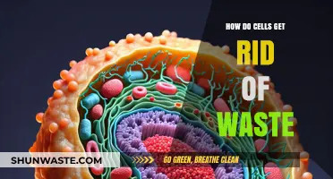 Cellular Waste Disposal: How Cells Efficiently Eliminate Toxins and Byproducts