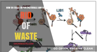 Cellular Transport: How Cells Obtain Nutrients and Eliminate Waste