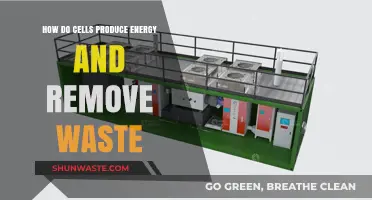 Cellular Powerhouses: Energy Production and Waste Removal Mechanisms Explained