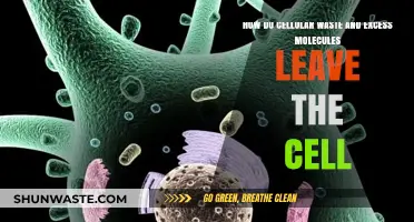 Cellular Waste Disposal: How Excess Molecules Exit the Cell