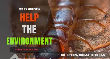 Centipedes: Unsung Heroes in Maintaining Ecosystem Balance and Health