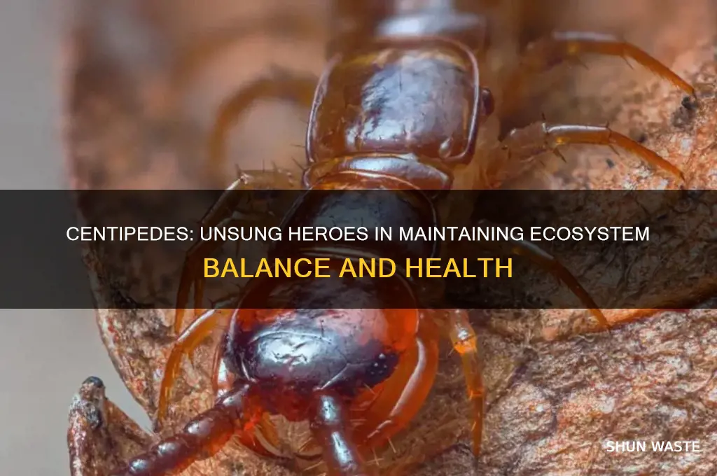 how do centipedes help the environment