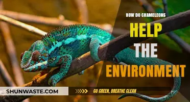 Chameleons' Eco-Friendly Role: How These Colorful Lizards Aid Ecosystems