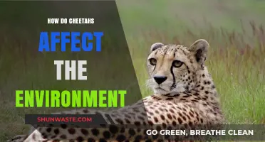 Cheetahs' Ecological Impact: Shaping Ecosystems and Biodiversity Balance