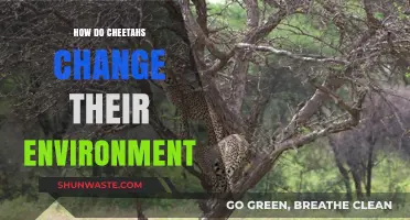 Cheetahs' Impact: Shaping Ecosystems Through Hunting and Habitat Adaptation