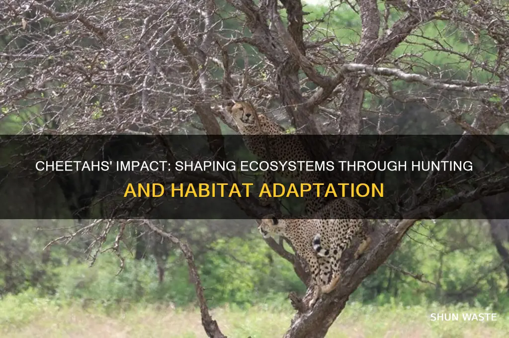 how do cheetahs change their environment
