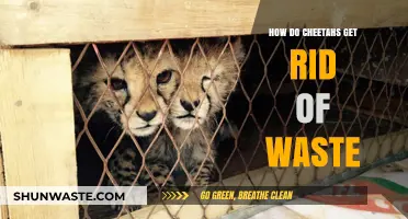 Cheetah Waste Disposal: Understanding Their Unique Elimination Process