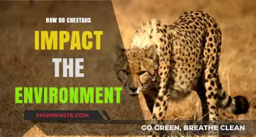 Cheetahs' Ecological Role: Shaping Ecosystems and Biodiversity Balance