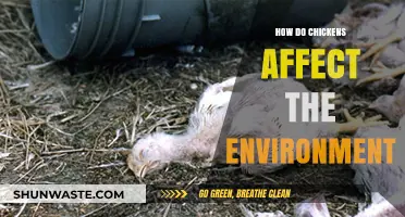 Chickens' Environmental Impact: Sustainable Practices and Ecological Footprint Explained