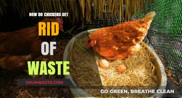 How Chickens Naturally Eliminate Waste: A Guide to Their Unique System