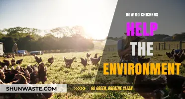 Chickens' Eco-Friendly Impact: Sustainable Benefits for a Greener Environment