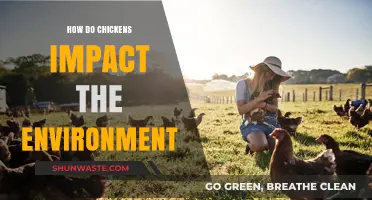 Chickens' Environmental Impact: Sustainable Practices and Ecological Footprint Explained