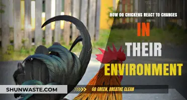 Chickens' Environmental Adaptability: Reactions to Habitat Changes Explained