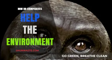 Chimpanzees' Vital Role in Sustaining and Protecting Our Ecosystem