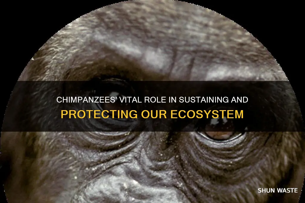 how do chimpanzees help the environment