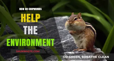 Chipmunks' Eco-Friendly Role: How These Tiny Rodents Benefit Our Environment