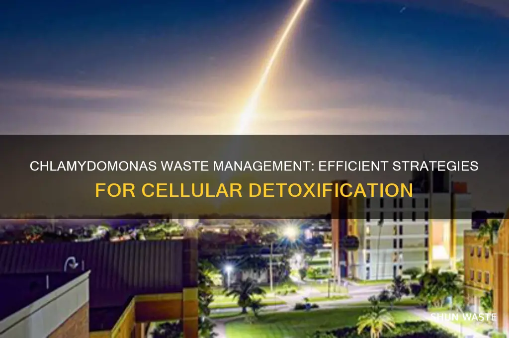 how do chlamydomonas get rid of waste