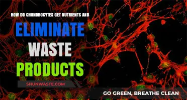Chondrocytes' Survival: Nutrient Uptake and Waste Elimination in Cartilage