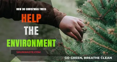 Eco-Friendly Benefits of Christmas Trees: A Green Holiday Tradition