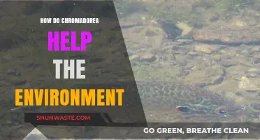 Chromadorea's Eco-Impact: Unveiling Their Vital Role in Environmental Balance