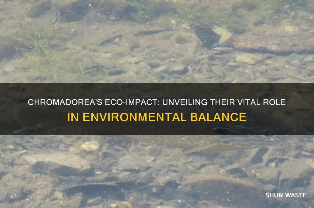 how do chromadorea help the environment