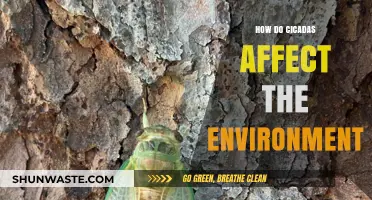 Cicadas' Environmental Impact: Benefits, Challenges, and Ecosystem Role Explained