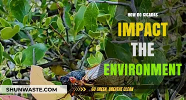 Cicadas' Environmental Role: Benefits, Impacts, and Ecosystem Influence Explained