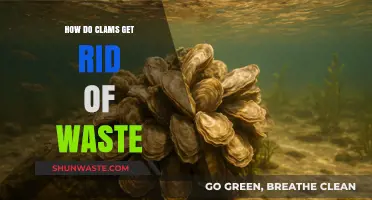 How Clams Efficiently Eliminate Waste: A Deep Dive into Their Filtration System