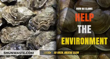 Clams: Unsung Heroes in Protecting and Restoring Coastal Ecosystems