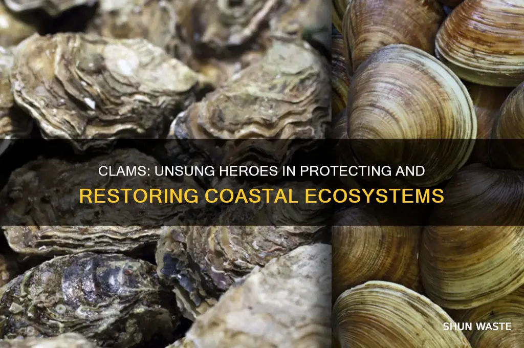 how do clams help the environment