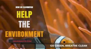 Clownfish: Unsung Heroes in Coral Reef Ecosystem Health and Balance