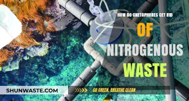 Efficient Nitrogen Waste Elimination in Cnidarians: A Biological Mechanism Explained