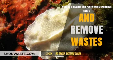 Cnidaria & Flatworms: Gas Exchange and Waste Removal Mechanisms