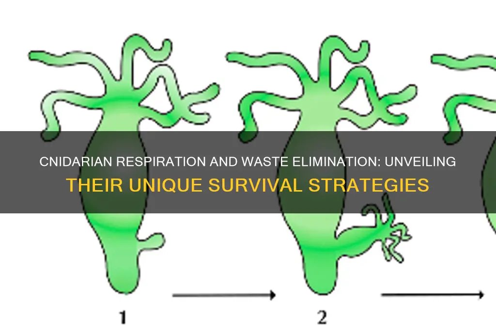 how do cnidarians get oxygen and eliminate wastes