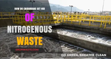 Cnidarian Nitrogen Waste Removal: Strategies for Efficient Detoxification