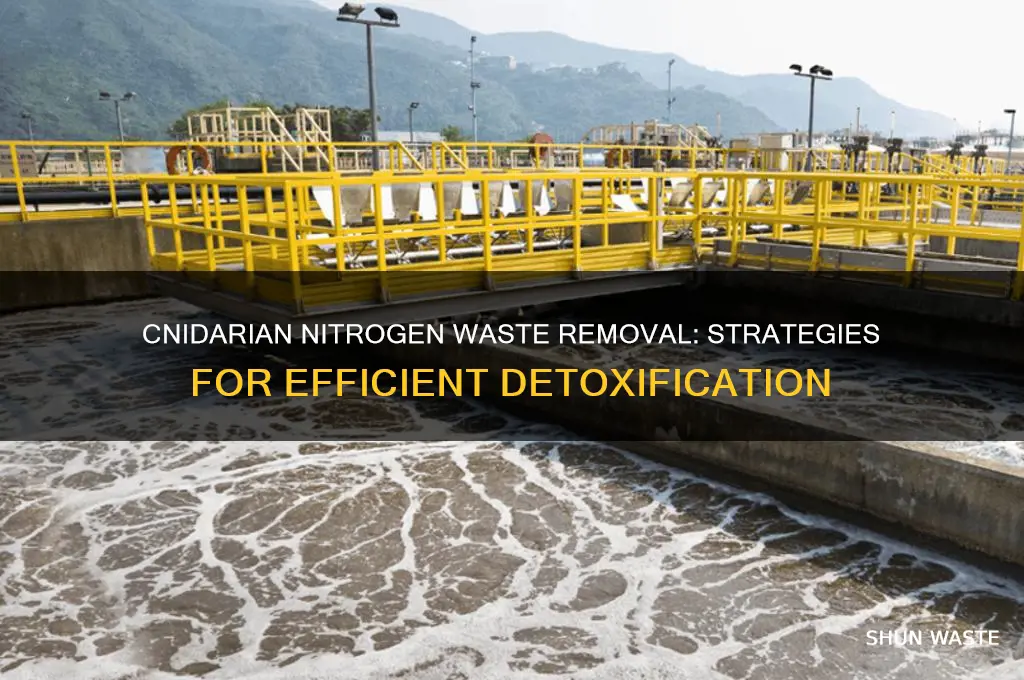 how do cnidarians get rid of nitrogenous waste